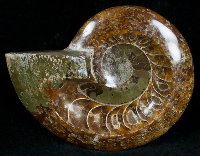Wide Polished Ammonite Dish #7017
